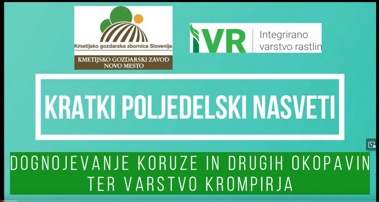 Dognojevanje okopavin in varstvo krompirja